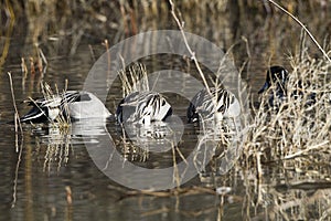 Northern Pintail, Anas acuta