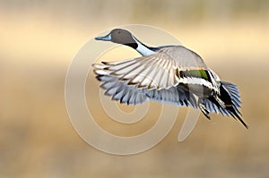 Northern Pintail ( Anas acuta)