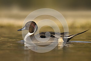 Northern Pintail, Anas acuta