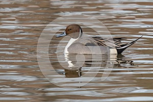 Northern pintail, Anas acuta