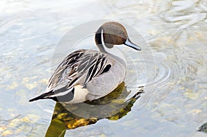 Northern pintail (Anas acuta)