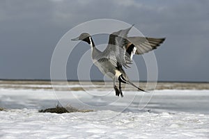 Northern pintail, Anas acuta