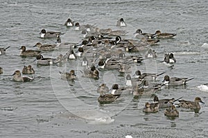 Northern pintail, Anas acuta