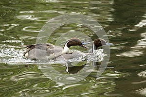 Northern Pintail Anas acuta couple  swimming on the lake, clear  background, scene from wildlife, Switzerland, common bird in