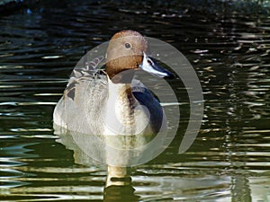 Northern pintail Anas acuta in lake