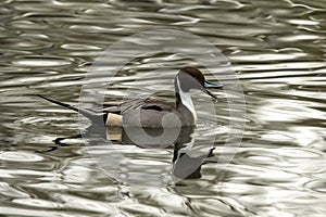 Northern Pintail Anas acuta male duck swimming on the lake, clear  background, scene from wildlife, Switzerland, common bird in