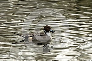 Northern Pintail Anas acuta male duck swimming on the lake, clear  background, scene from wildlife, Switzerland, common bird in