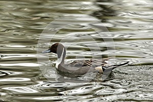 Northern Pintail Anas acuta male duck swimming on the lake, clear  background, scene from wildlife, Switzerland, common bird in