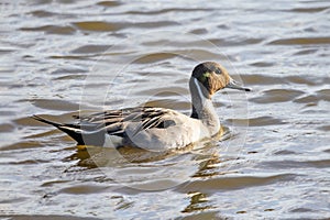 Northern pintail Anas acuta swimming in a pond