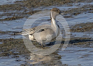 Northern Pintail Anas acuta walking in mud, Edwin B. Forsythe National Wildlife Refuge photo