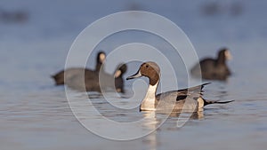 Northern Pintail Among Common coots