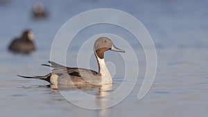 Northern Pintail Among Common Coots