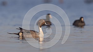 Northern Pintail Among Common Coots