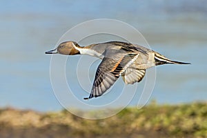 Northern Pintail Drake - Anas acuta, in Flight.