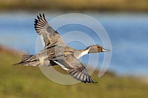 Northern Pintail Drake - Anas acuta, flying over a wetland.