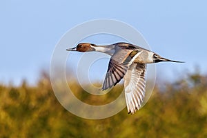 Northern Pintail Drake - Anas acuta flying over a wetland..