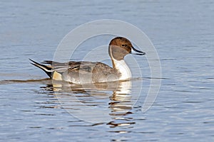 Northern Pintail Drake - Anas acuta resting on a wetland.