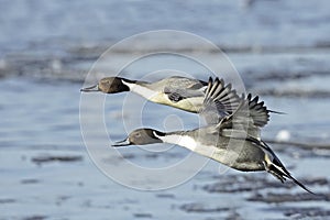 Northern Pintail Drakes(Anas acuta) in flight