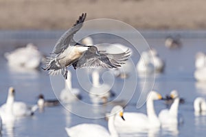 Northern Pintail Duck