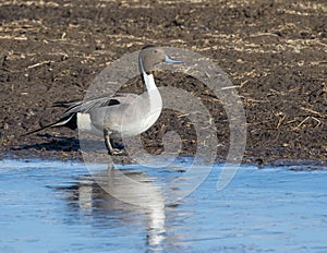 Northern Pintail Duck