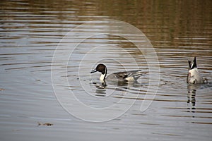 A northern pintail duck