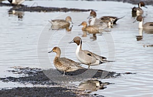 Northern Pintail duck