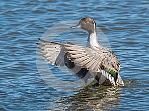 Northern Pintail Duck