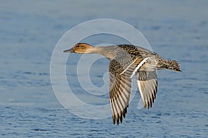 Northern Pintail Duck - Anas acuta, flying over a wetland.