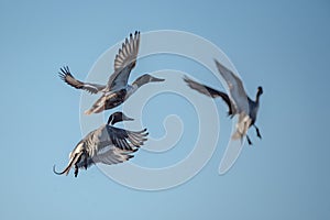 Northern Pintail duck drake taking flight