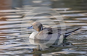 Northern Pintail duck male (Anas acuta) swimming on a local winter pond in Canada