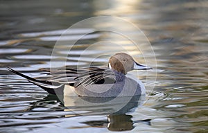 Northern Pintail duck male (Anas acuta) swimming on a local winter pond in Canada