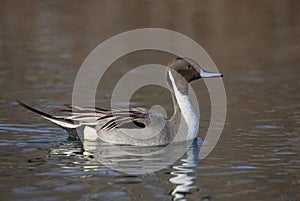 A Northern Pintail duck male (Anas acuta) swimming on a local winter pond in Canada