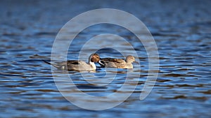 Northern Pintail Duck Pair swimming together in Winter