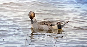 Northern Pintail Duck relaxing