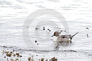 Northern Pintail duck swimming on cloudy day
