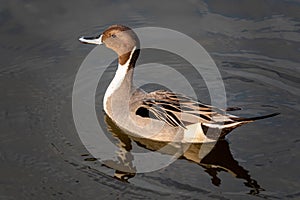 Northern Pintail Duck Swimming on a Pond