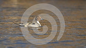 Northern Pintail Duck swimming in Winter