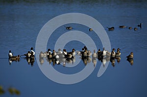 Northern Pintail Ducks