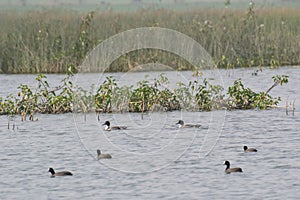 Northern Pintail Ducks Anas acuta and Eurasian Coots