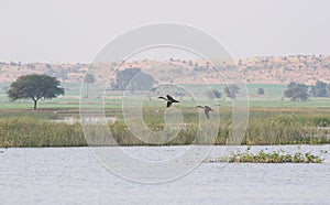 Northern Pintail Ducks Flying over lake