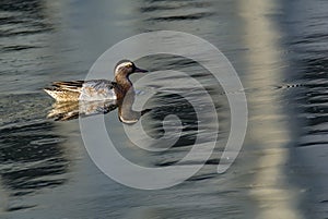 Northern pintail Female - Anas acuta