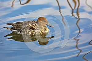 Northern Pintail female in a pond of Tokyo