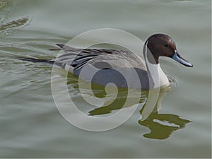 Northern pintail from George Reifel Bird Sanctuary