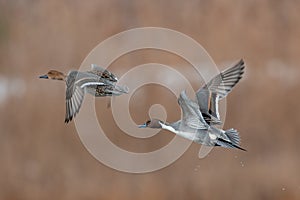 Northern Pintail pair in flight