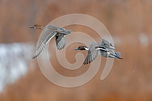 Northern Pintail pair in flight