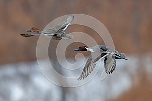 Northern Pintail pair in flight