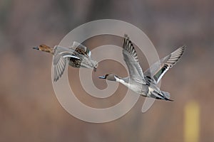 Northern Pintail pair in flight