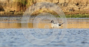 Northern Pintail on Pond