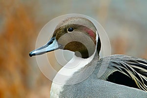 Northern pintail portrait