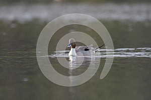 Northern Pintail resting on seaside photo